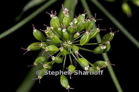oxypolis occidentalis 7 graphic